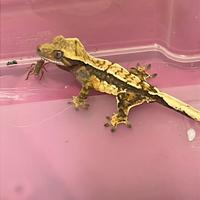 Geco ciliatus / geco crestato