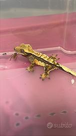 Geco ciliatus / geco crestato