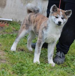 Vendita cucciola di Akita inu tigrato