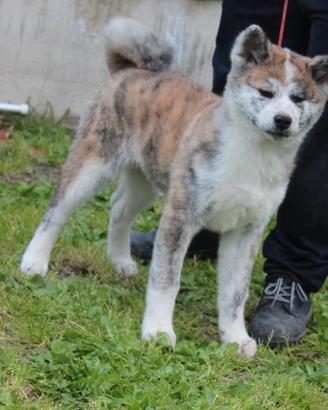 Vendita cucciola di Akita inu tigrato