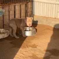 American bully xl