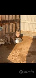 American bully xl