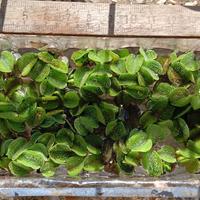 Salvinia Minima, pianta acquatica galleggiante 