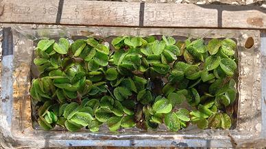 Salvinia Minima, pianta acquatica galleggiante 