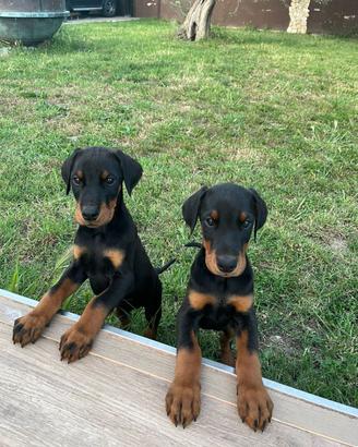 Cuccioli dobermann