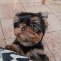 Yorkshire Terrier maschio