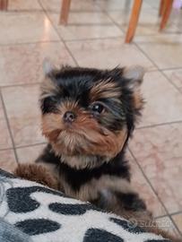 Yorkshire Terrier maschio