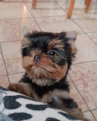 Yorkshire Terrier maschio