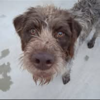 Cucciola tartufo
