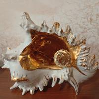 conchiglia porcellana