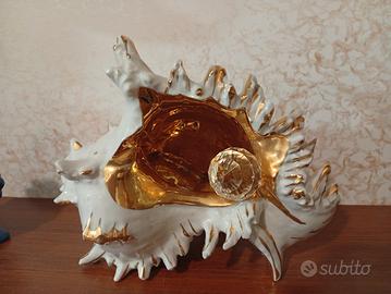 conchiglia porcellana