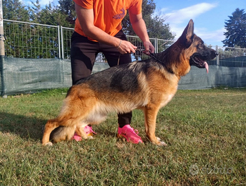 Pastore tedesco fattrice selezionata