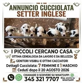 Cuccioli di Setter Inglese