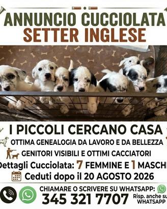 Cuccioli di Setter Inglese