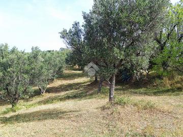 TER. AGRICOLO A CROPANI