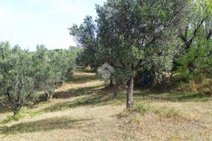 TER. AGRICOLO A CROPANI