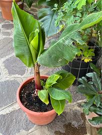 Musa acuminata “Dwarf cavendish”