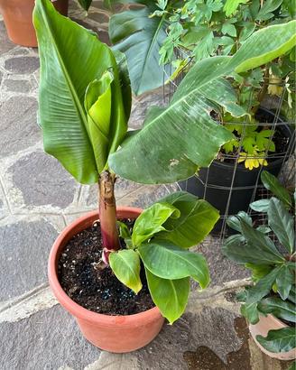 Musa acuminata “Dwarf cavendish”