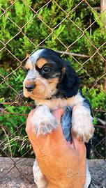 Cuccioli di cocker