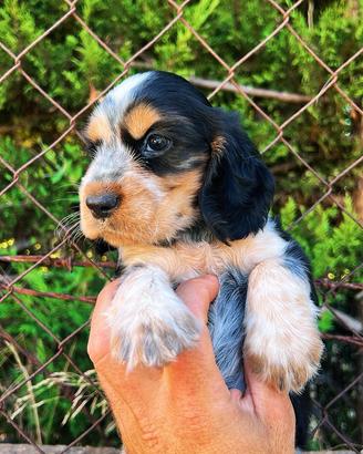 Cuccioli di cocker