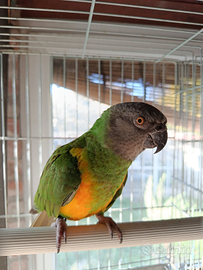 Pappagallo del Senegal