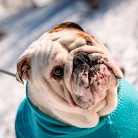 Bulldog inglese disp. per monta PEDIGREE ENCI