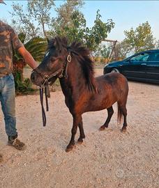 Pony femmina con documenti