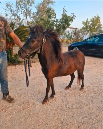 Pony femmina con documenti
