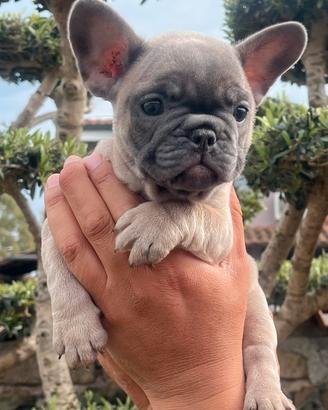 Bulldog francese blu