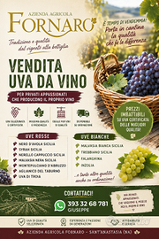 Uva da vino rossa e bianca – uve di qualità