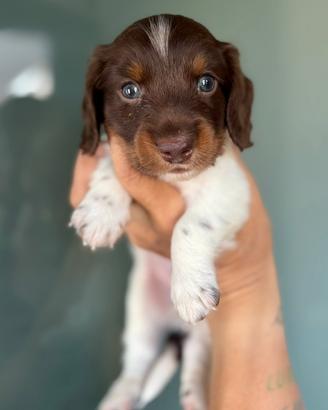 Bassotto pelo lungo piebald