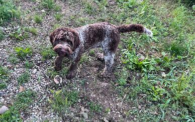 Cane Lagotto maschio per monta