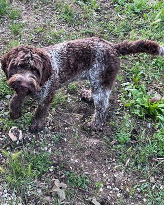 Cane Lagotto maschio per monta