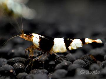 Caridine , neocaridine , pesci