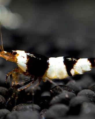 Caridine , neocaridine , pesci