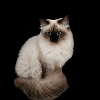 Himalayano / sacro di birmania