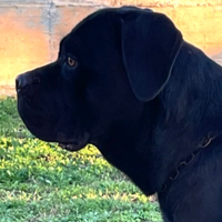 Cane corso