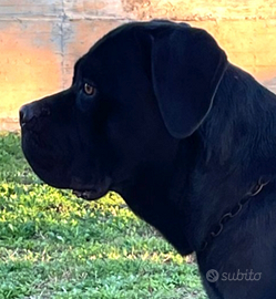 Cane corso