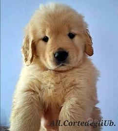 Golden Retriver Americani con Pedigree
