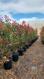 photinia red robin