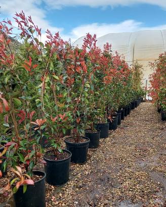 photinia red robin