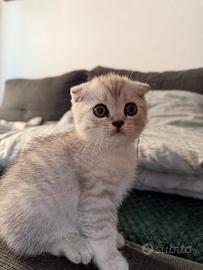 Cuccioli Scottish Fold X British Chinchilla