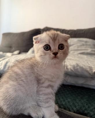 Cuccioli Scottish Fold X British Chinchilla