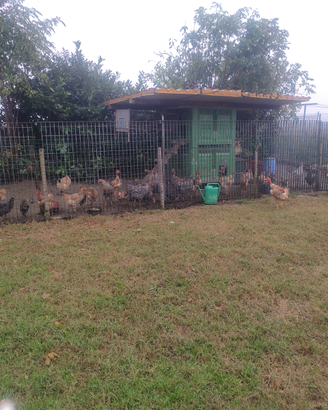 Galline