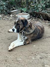 Pastore dell'Asia centrale