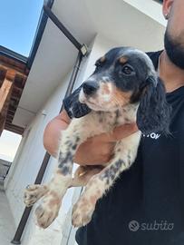 setter inglese tricolore 