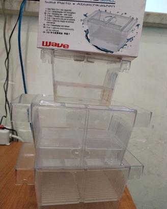 Sala parto per Poecilidi