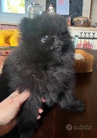 Spitz Pomerania total black piccolissimo