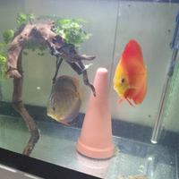 Discus acquario dolce