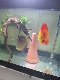 Discus acquario dolce